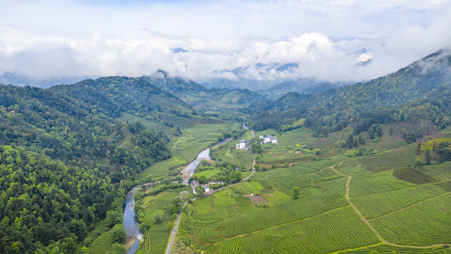 武夷山航拍茶山