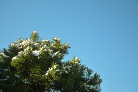 雪压树枝