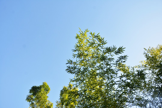 蓝天与竹子