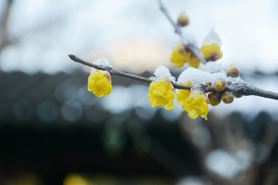 腊梅花