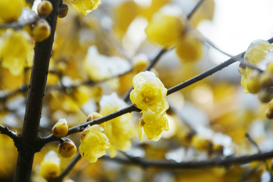 冰雪腊梅花