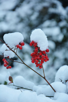 冬天红果实积雪