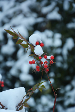 雪天南天竹