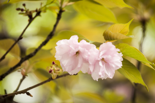 粉色樱花