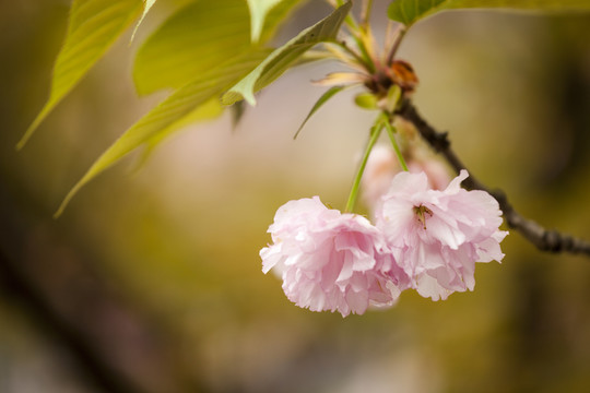 樱花