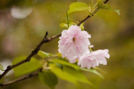 粉色樱花