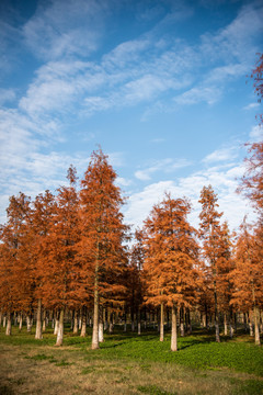 红杉树