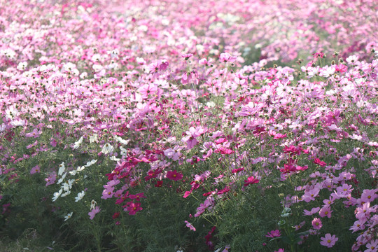 阳光下的格桑花