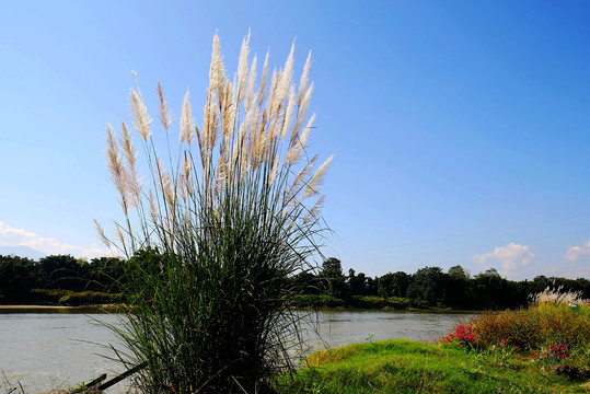 江河岸边芦苇