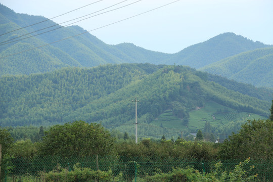 远山上的竹林和茶园