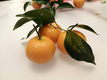 蜜桔柑橘