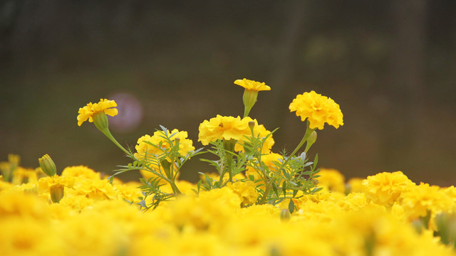 黃色的花