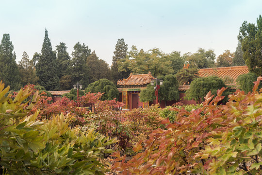 景山花圃