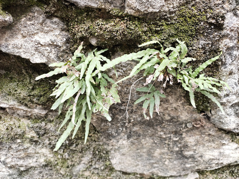 凤尾草