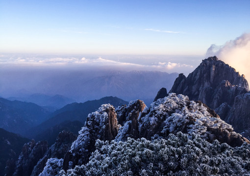 黄山雾松