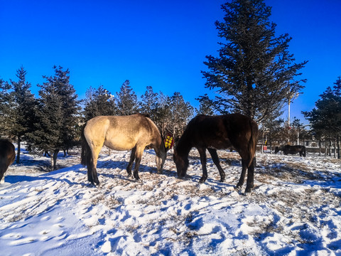 冬季雪地吃草的马