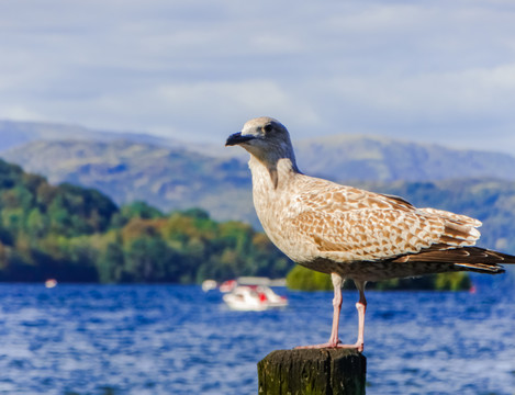 英国温德米尔湖水鸟