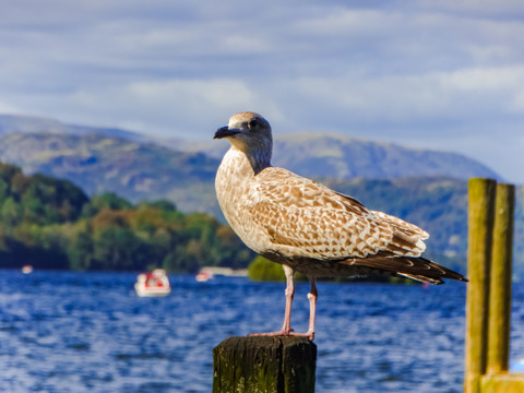 英国温德米尔湖水鸟