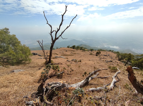 高山草甸