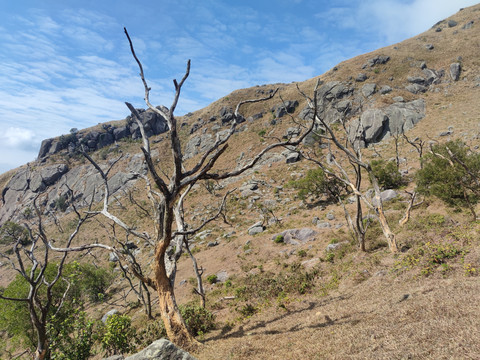 高山枯枝