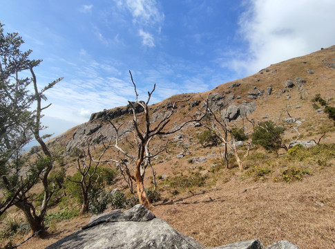 高山枯枝