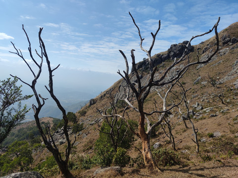 高山枯枝