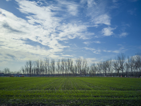 农村田地