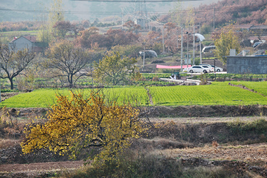 山村秋色