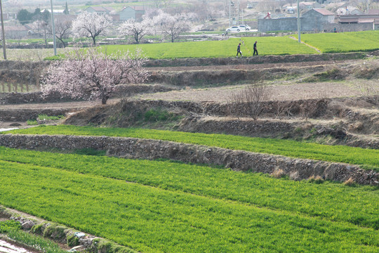 春到山乡