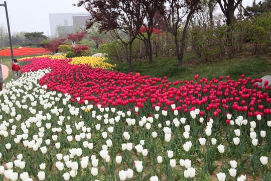 郁金香花海