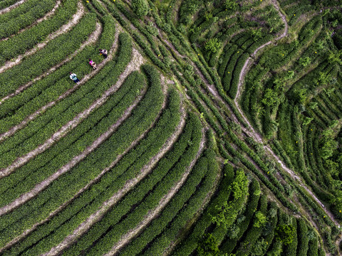 茶山春歌