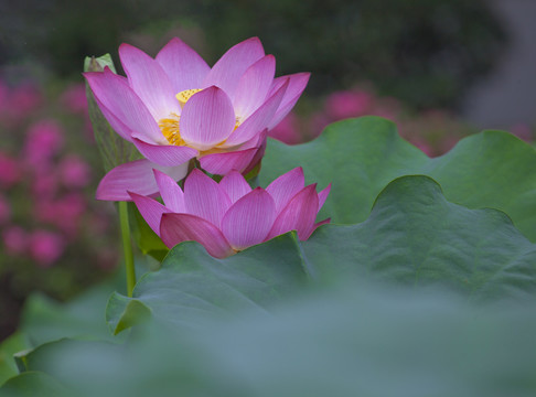 荷花特写