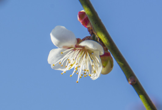 梅花