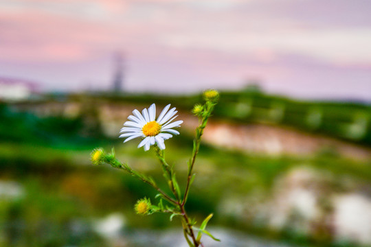 雏菊