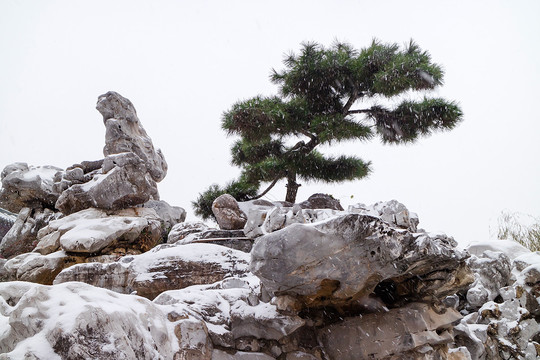 雪景