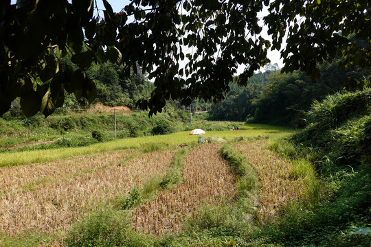 乡村稻田