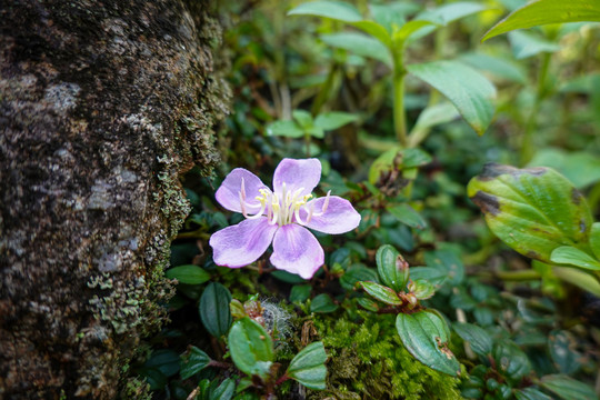 小野花