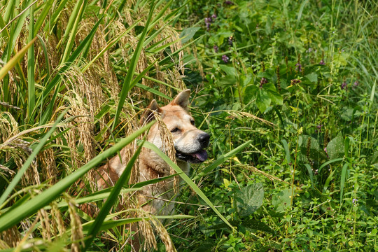 在稻田里玩耍的狗
