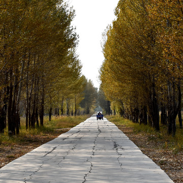 林间小路