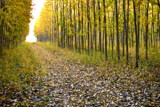 林间小路