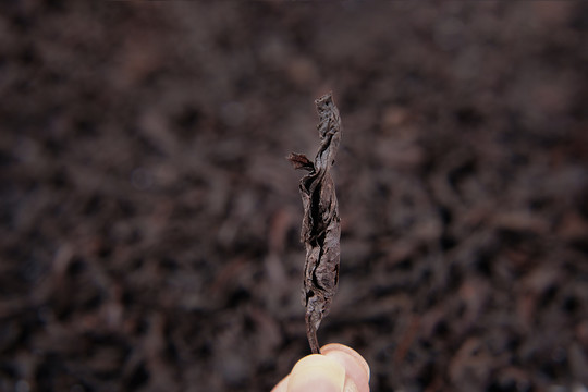 武夷山大红袍岩茶细节特写3