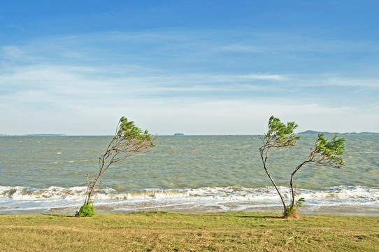 海滨小树