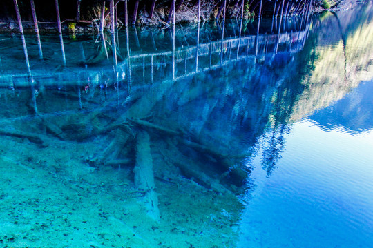 九寨沟箭竹海