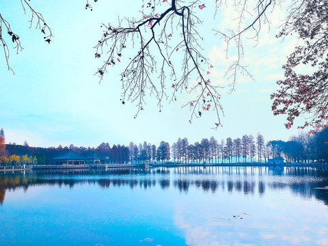 东湖梨园秋景