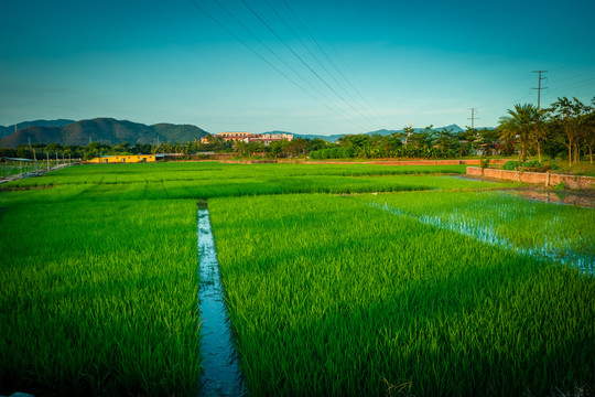 水稻田