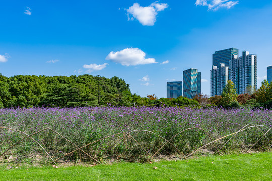 上海世纪公园草地花园