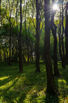 上海世纪公园森林