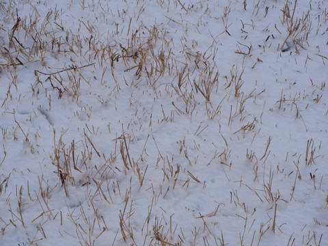 冬天雪地