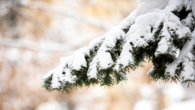 雪松