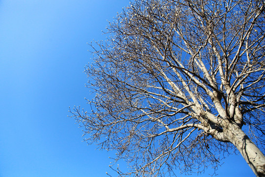 冬日干树枝